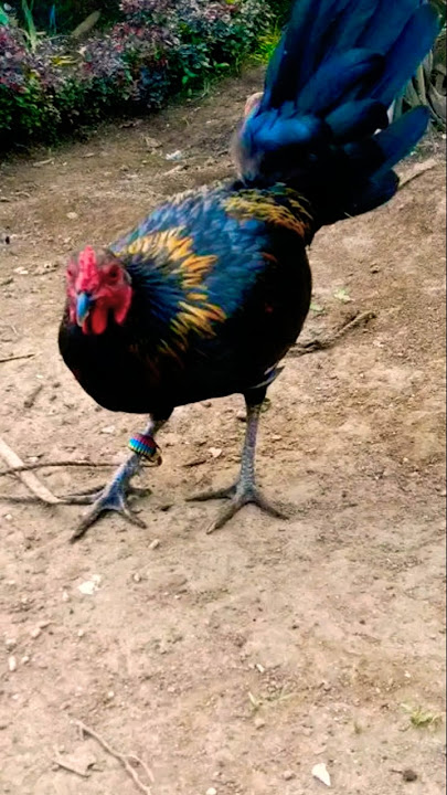 semi benabae #chicken