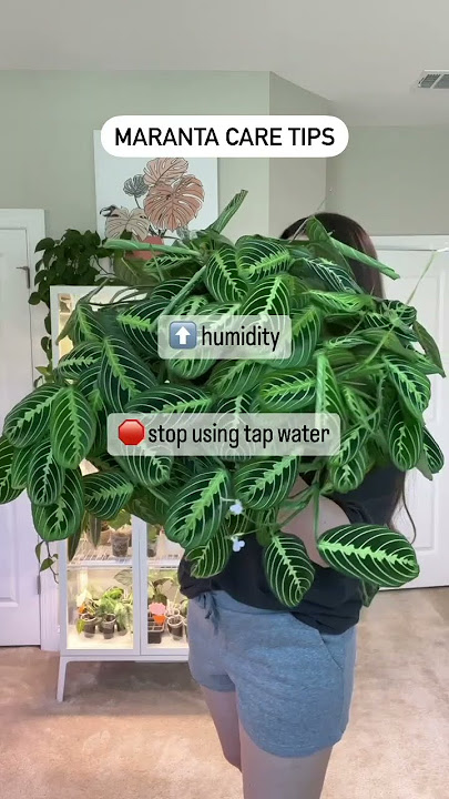 Maranta Care Tips