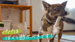 こんなに「パパ、遊ぼ〜」と誘えるようになった保護犬チャーリー／ハウス練習も！