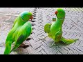 True Friendship Of Ringneck Talking And Dancing Parrots