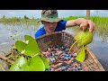 Relax with many beautiful betta fish are caught by MyGoldFish along the river near remote trails.