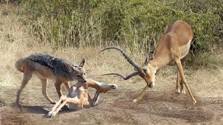 Impala Vs Jackal To Save Baby