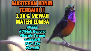 PANCINGAN KOLIBRI NINJA GACOR FULL TEMBAKAN CILILIN GEREJA JANGKRIK CIGUN SRINDIT 100% MEWAH