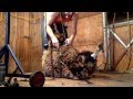 Prelamb shearing on Vancouver Island 2014/1/3