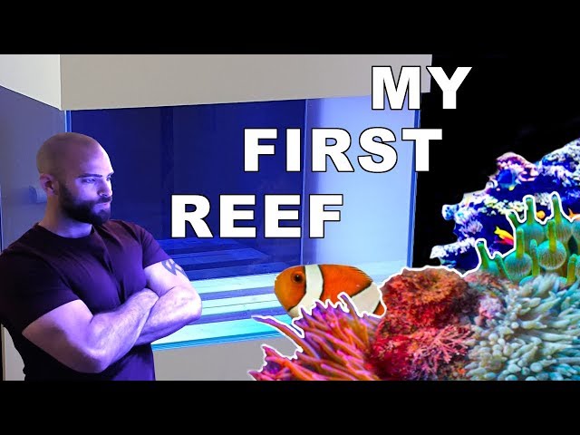 DIY Blue/Black Changable Background For Reef Tank Innovative Marine 30g L 