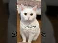 首がないから… #cat #scottishfold #白猫 #しろねこミルク #ねこ #猫のいる暮らし #MILK #ミルク