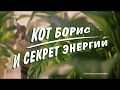 Кот Борис и секрет энергии