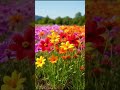 Love Story Lndila Aesthetic Lyrics Nature Cinematic Peaceful 