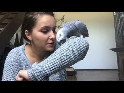 Video: Wie Wählt Man Ein Papageiengrau Aus