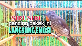 siri siri kecil sumatera gacor
