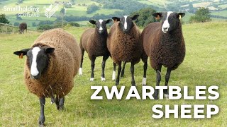 Zwartbles Sheep  Livestock showcase  Scottish Smallholder Festival 2020