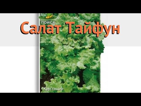Салат обыкновенный Тайфун Листовой (tayfun) 🌿 обзор: как сажать, семена салата Тайфун Листовой Салат обыкновенный Тайфун Листовой (tayfun) 🌿 обзор: как сажать, семена салата Тайфун Листовой