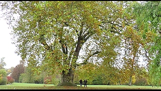 ARBRE REMARQUABLE: LE PLUS VIEUX PLATANE DU DOMAINE DE VERSAILLES