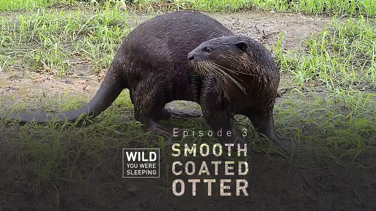 Smooth-Coated Otter | Wild You Were Sleeping | FULL EPISODE | THT Films