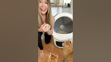 All my kitties love the new Litter-Robot 4! No more scooping litter!​⁠@LitterRobot #catlover #cats