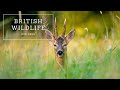 British wildlife  roe deer