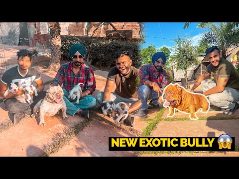 New USA Import Exotic American Bully in India😍😱 🇺🇸 *REAL HULK*