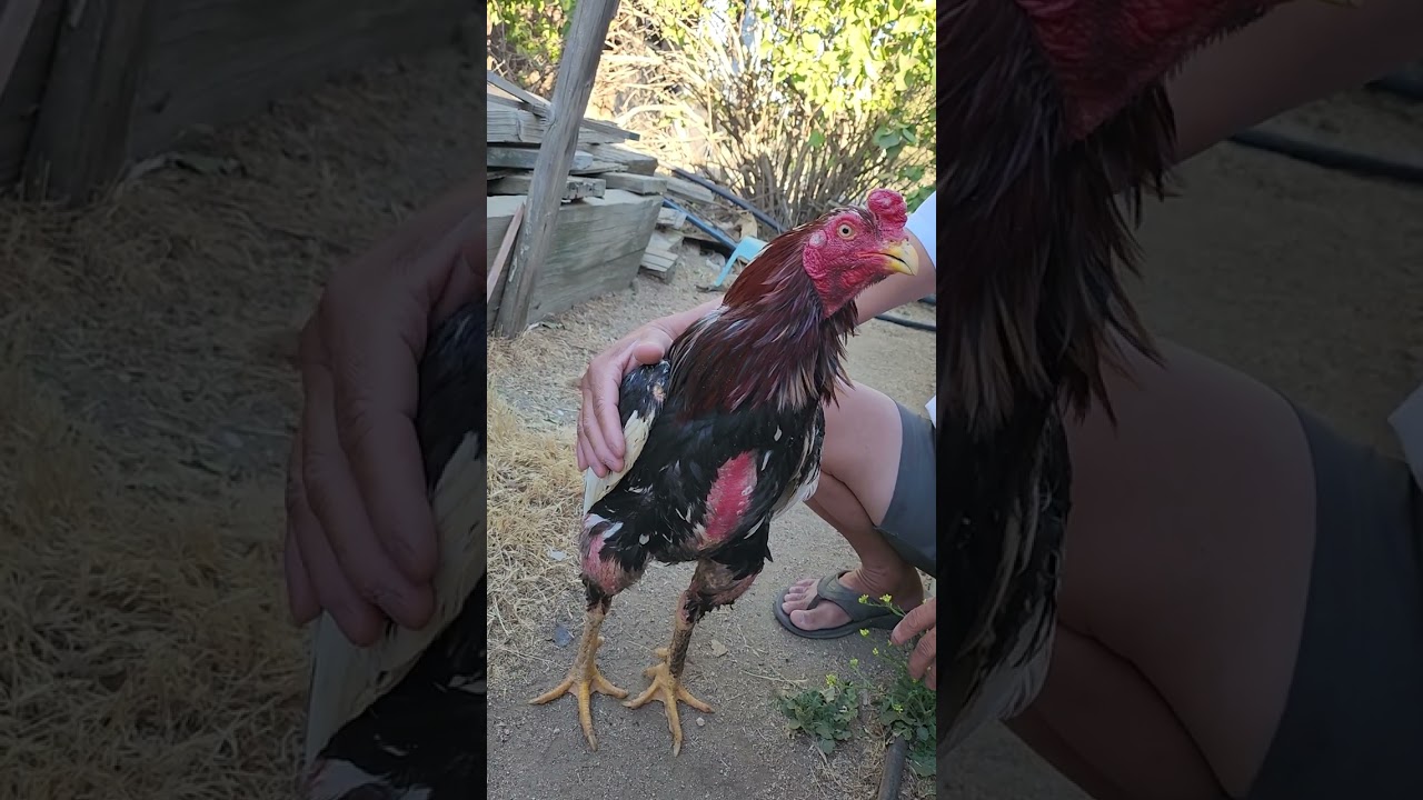 Qaib Pama Qaib Pakoy #hmoob #chicken #thai #thailand #laos #pakoythai #qaib #rooster