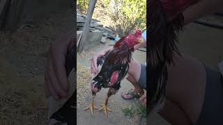 Qaib Pama Qaib Pakoy #hmoob #chicken #thai #thailand #laos #pakoythai #qaib #rooster Qaib Pama Qaib Pakoy #hmoob #chicken #thai #thailand #laos #pakoythai #qaib #rooster