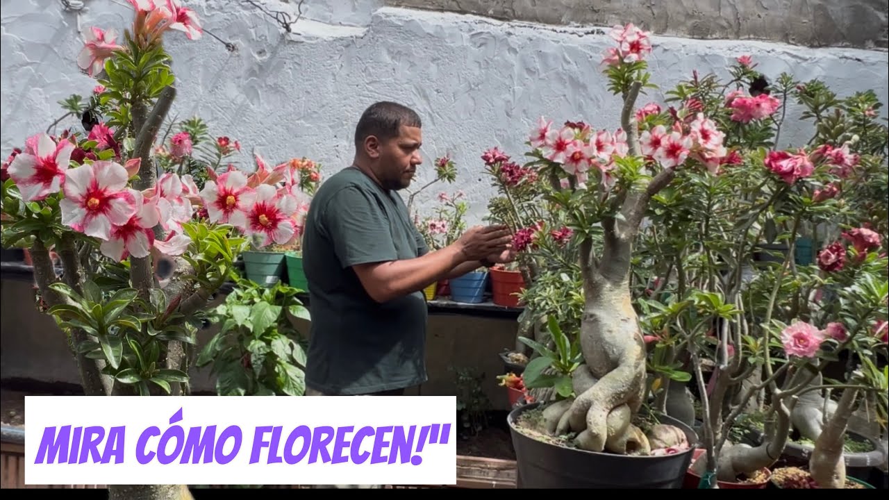 Así cuida sus Rosas del Desierto! Secretos para que florezcan sin parar”