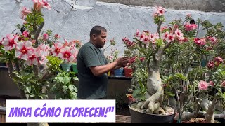 Así cuida sus Rosas del Desierto! Secretos para que florezcan sin parar”