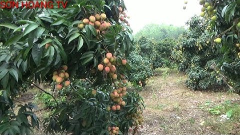 vải thiều lục ngạn , xem vườn vải u hồng sai chưa từng thấy tại Tân Hoa lục ngạn