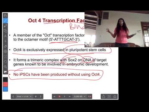 Video: Eenstaps Genetische Correctie Van Van De Patiënt Afgeleide IPSC's Van Hemoglobine E / Beta-thalassemie Door Het CRISPR / Cas9-systeem