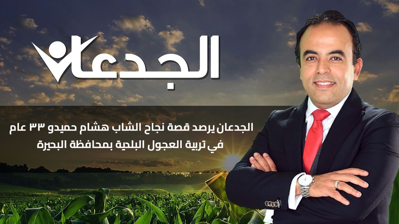 الجدعان يرصد قصة نجاح الشاب هشام حميدو 33 عام في تربية العجول البلدية بمحافظة البحيرة