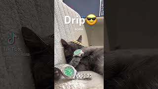 Scuba #animemusic #funny #rgg #roblox #memes #animesoundtrack #pug #emoji #edit #passpartout #happy
