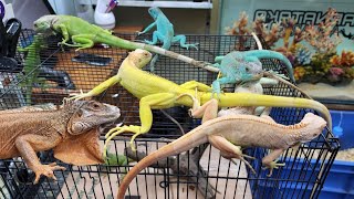 Snow Iguana, Albino Iguana, Pied Iguana, Blue Iguana, Green Iguana at Karnataka Aquarium