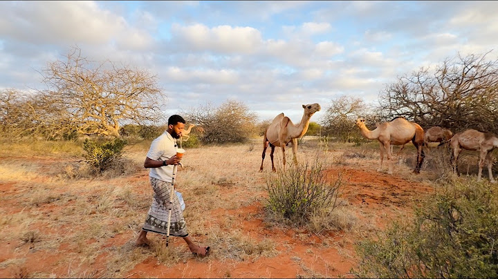 Nolosha Dhabta ah ee Geeljiraha🐪 || Real Life of a camel herder