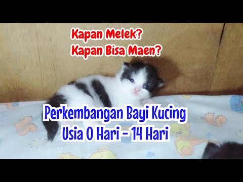 Video: Pada usia berapa anak kucing bisa keluar?