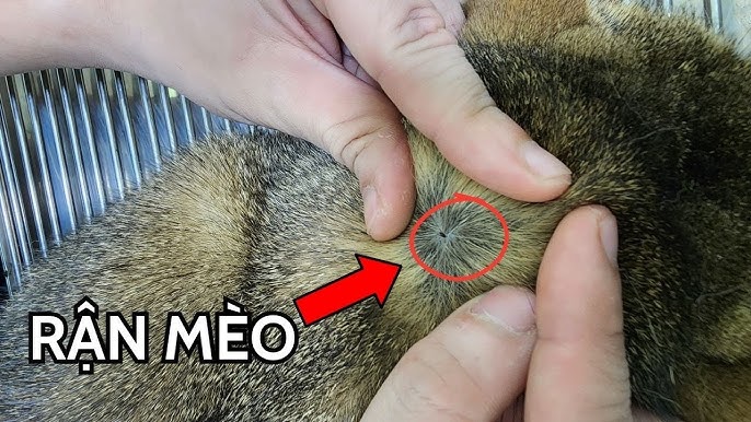 Sữa dưỡng rận chó mèo