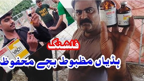 vad 3 Ka istmal  flashing protocol وٹامن ad 3 بکریوں میں