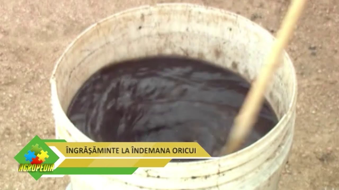 VIDEO Cele mai bune îngrășăminte naturale pentru legumele din grădină 1 VIDEO Cele mai bune îngrășăminte naturale pentru legumele din grădină YouTube player
