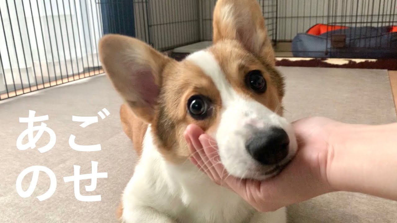 犬史上最速で芸を覚えるコーギー Corgi Youtube