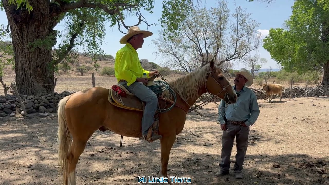 MI CABALLO SOLO SABE UNA RIENDA CHARRA Y LA VAQUERADA Y PARA LASAR