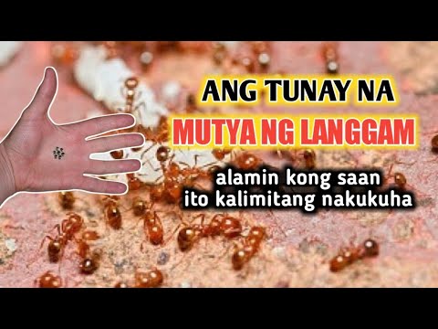 Video: Paano ka makakakuha ng anay sa iyong bahay?