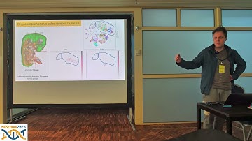 Cell identity, cell communication and spatial transcriptomics - Vitalii Kleschevnikov | NGSchool2023