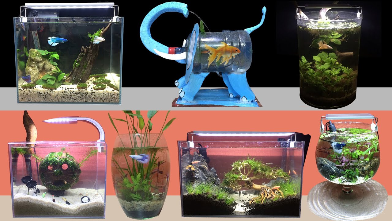 Cool Betta Fish Tanks / 7 Best Betta Fish Tank What To Know Before