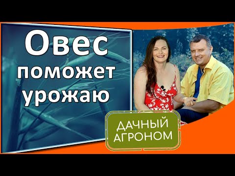 Видео: Кога и как да сеем овес?