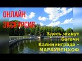 Марауненхоф - район богатых Кёнигсберг и Калининград, онлайн-экскурсия от гида видео