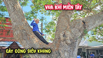 Vua Khỉ cưa cây Còng Siêu Khủng nằm cạnh con Sông (phần 1/4)...