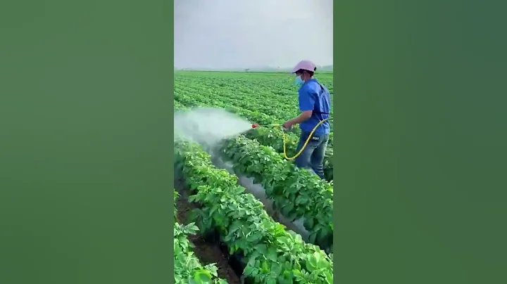 Hard Working Farmer Spraying The Potato Fields #asmr #satisfying #short
