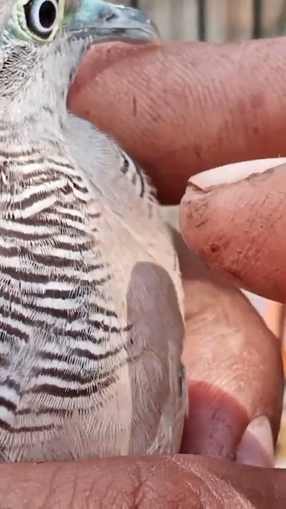 Choose a turtledove with a large and soft crop, guaranteed to have a loud voice #turtledove