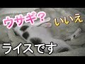 田んぼで拾った猫を育てる⑬
