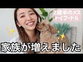 【保護犬】家族が増えました!!!🐶【トイプードルのルルちゃん】