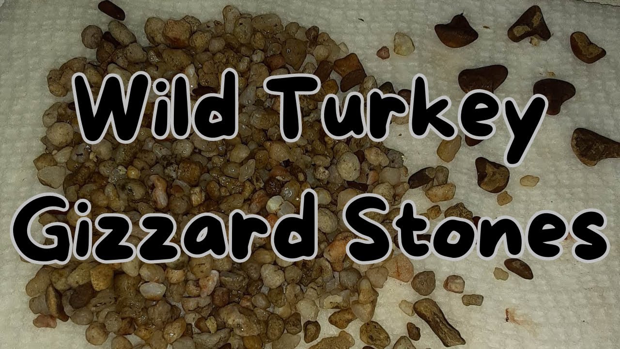 Gizzard Stones YouTube