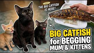Big Delicious Catfiah For Mum and Kitten after Begging at Great Meal Time