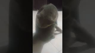 Kucing Pijey Mandi  Sore Mantemanshorts subscribe viral